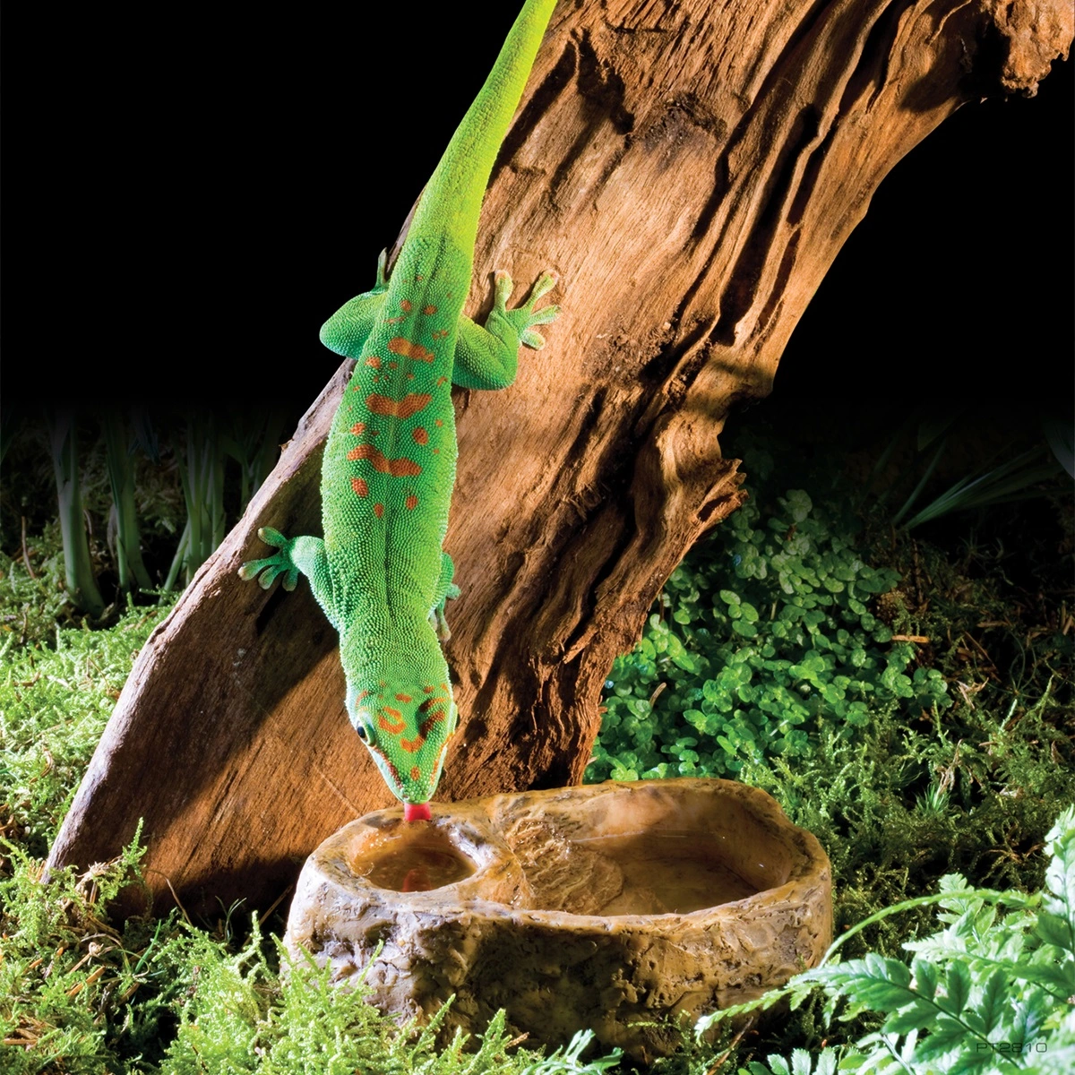 Exo Terra Gecko vand og foderskål